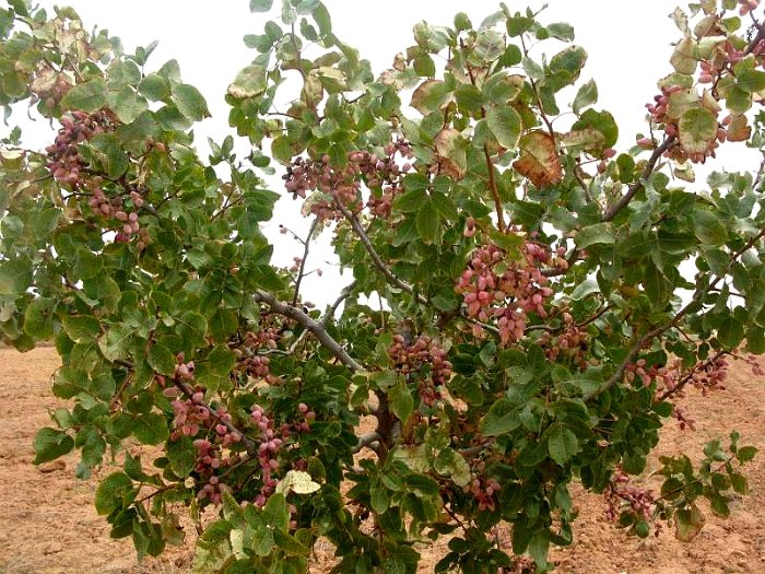 Pistacho con fruto (4)